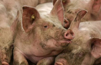 «Мандрівні свині»: за 3 місяці 2017 експорт живця збільшився в 3,6 рази