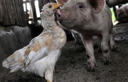 В Україні зросло виробництво замороженої свинини та м'яса птиці