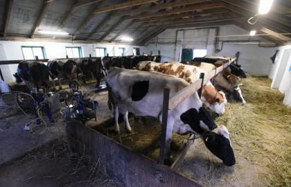 Як сімейну ферму на 16 корів зробити гарним заробітком 