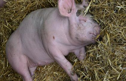 Африканська чума свиней атакує Харківщину та Чернігівщину