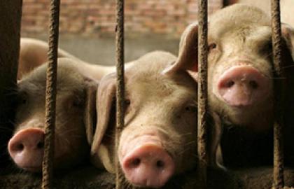 Вірус АЧС покосив свиней на Полтавщині