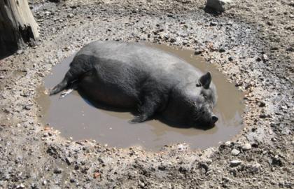 130 тисяч свиней знищено через АЧС