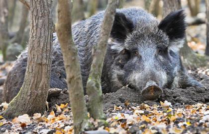Польські свинарі незадоволені тим, як проводиться відстріл диких кабанів