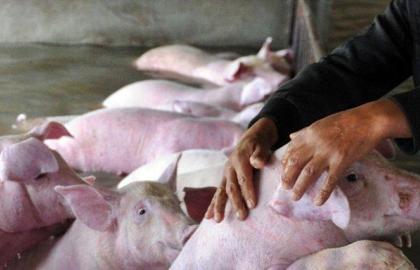 Поширення АЧС може унеможливити експорт свинини з Польщі
