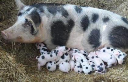 За рік поголів’я свиней в Україні зменшилося на 691 тис. голів