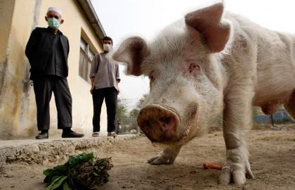 Польські свинарі отримають компенсацію за знищених свиней