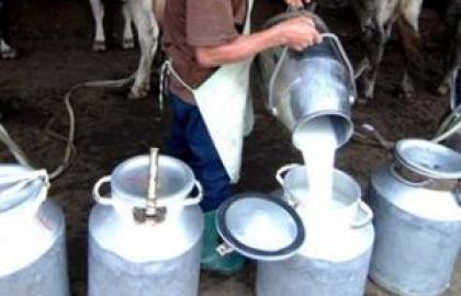 Житомирщина нарощує обсяги виробництва молока