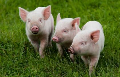 Продаж молодняка свиней стає вигідним для українських фермерів