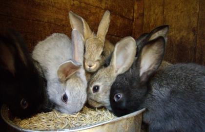 Домогосподарства в прифронтовій зоні отримають кроликів від ФАО