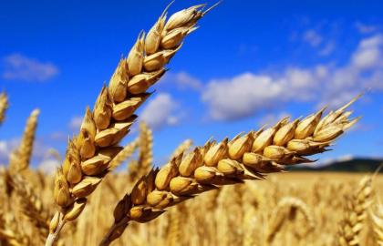  Україна збере другий за обсягом врожай в новітній історії