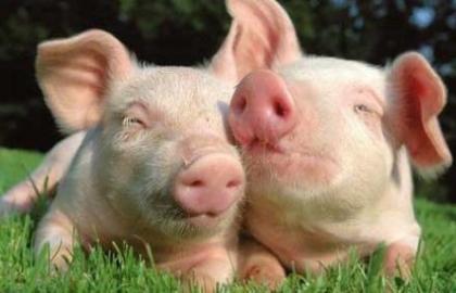Ученые создали "обезжиренных" свиней