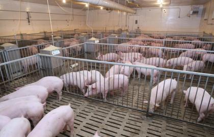 В Украине может остаться 850 свиноводческих предприятий