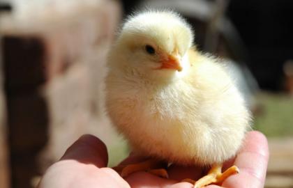 Саудовская Аравия сняла запрет на ввоз продуктов птицеводства из Украины