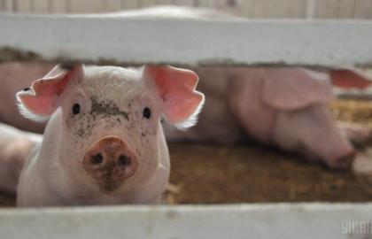 В Одесской области компенсируют убытки от африканской чумы свиней