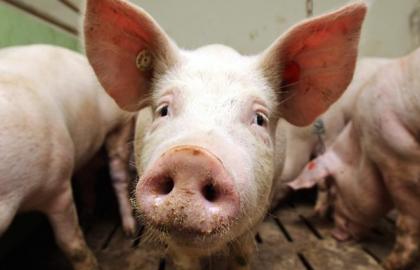 Африканську чуму свиней знову зафіксували у Молдові