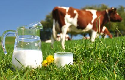 Фермери збільшують надої молока, незважаючи на падіння поголів'я