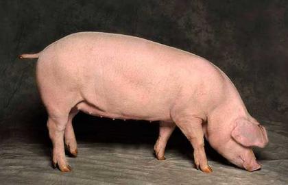Украина без свинины: рекордное сокращение поголовья и его последствия