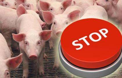 Спалах африканської чуми свиней на свинофермі приватного підприємця Кустинської сільської ради Рівненського району