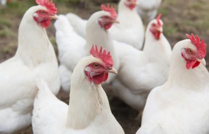 Wasteless poultry: an additional source of income can be the poultry manure