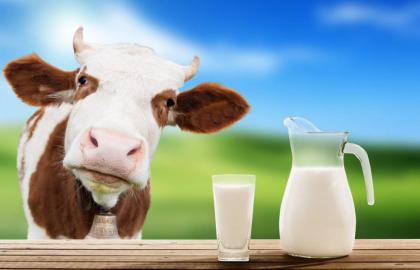 Переробники переключаються на молоко, вироблене на фермах
