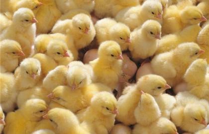 В Україні за січень-вересень було вироблено 750 тис. т м'яса птиці