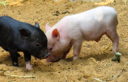 The number of pigs in Ukraine was decreased by 650 600 animals for the period of one year