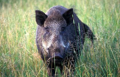 У Польщі центр виробництва свинини під загрозою АЧС