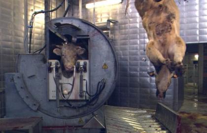 На Кіровоградщині здійснювали забій худоби без дозвільної документації