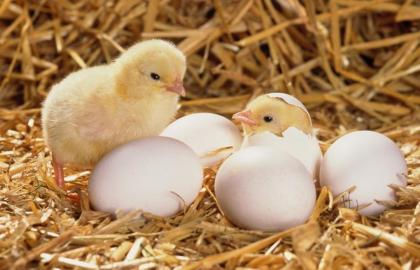 Poultry farming remains the only livestock sector that increases the number of livestock