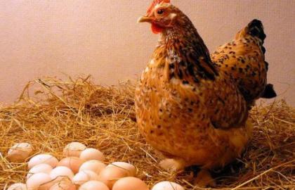 Why do the prices for chicken and eggs grow?