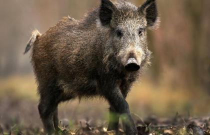 Russia announced the outbreak of ASF through Ukrainian wild boars
