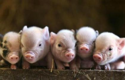 Pedigree pigs and commodity pigs have risen in price in Ukraine