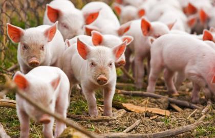 The number of pigs in Ukraine decreased by 9% in 2017
