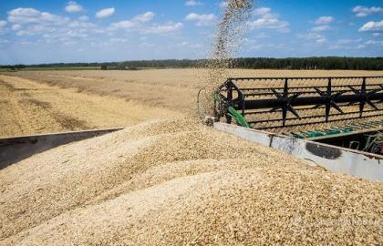 В 2017 году объемы сельхозпроизводства уменьшатся на 2,6%
