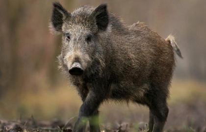 Польща: африканська чума свиней дійшла до Варшави
