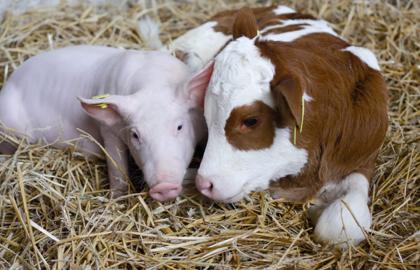 The number of cows and pigs decreased in Ukraine