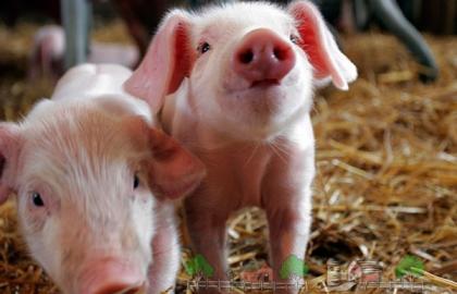 В Молдове свиноводы просят правительство ограничить импорт мяса