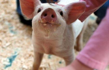 На ринку живця свиней відчулось незначне пожвавлення