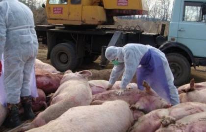 У Польщі через АЧС може зникнути свинарство
