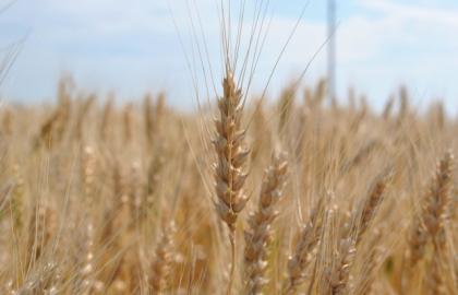 The production of agricultural products in Ukraine has risen in price by 22%