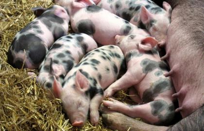 Собівартість вирощування свиней зросте майже на 5%. Чи дорожчатиме свинина?