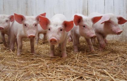 Экспорт живца свиней принес Украине 4,3 млн долл. США