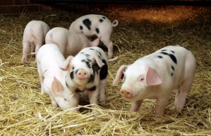 Ukrainian pig breeding will have new hygienic standards