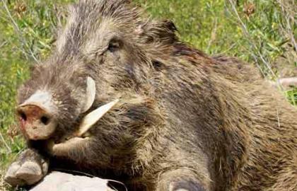 Випадків АЧС у свійських свиней поменшало, а у диких - побільшало