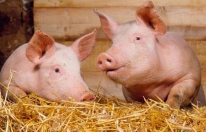 Ukraine banned the import of pigs from 4 voivodships in Poland