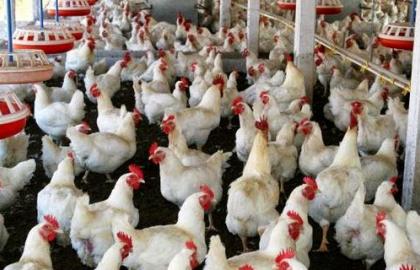 Україна за 2017 р експортувала 271 тис. т м'яса птиці