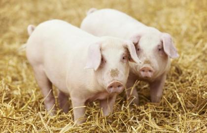 Цена на живец свиней продолжает снижаться