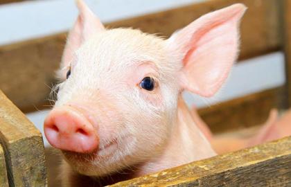 Минус 0,5 млн голов: в Украине стало меньше свиней