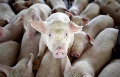 У Чернівецькій області зареєстрували африканську чуму свиней