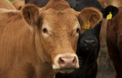 Ukraine and Romania have agreed veterinary certificates for cattle skins